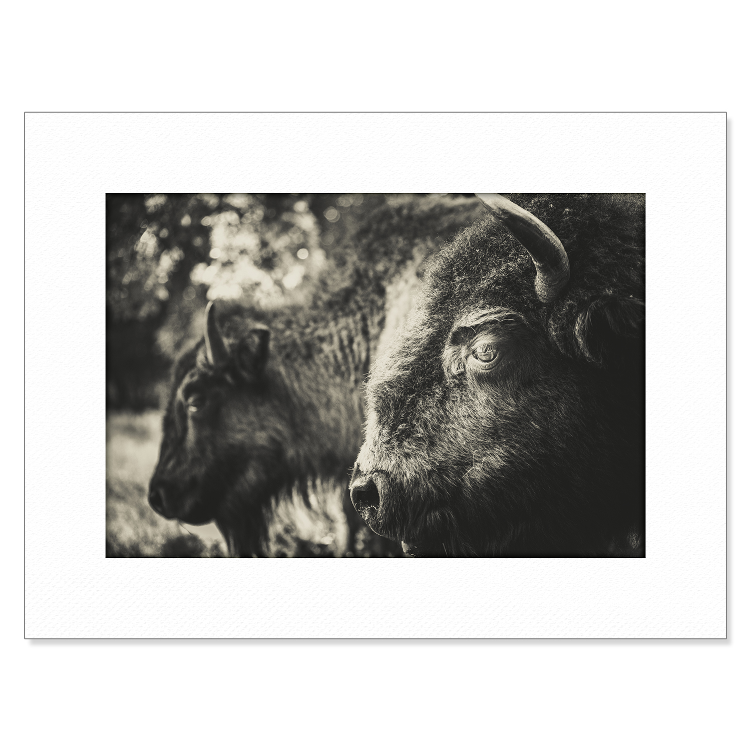 Chokma'si Signed and Numbered Print: Bison 